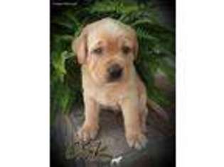 Labrador Retriever Puppy for sale in Lumber Bridge, NC, USA