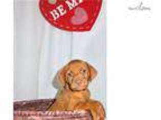 Vizsla Puppy for sale in Bloomington, IN, USA