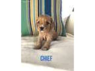 Cavapoo Puppy for sale in Aiken, SC, USA