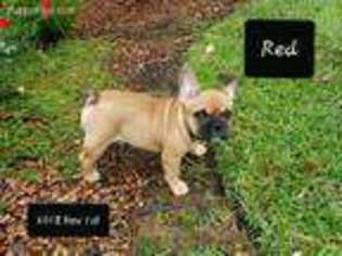 French Bulldog Puppy for sale in Spanish Fort, AL, USA