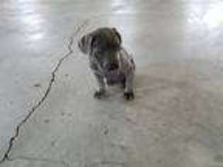 Cane Corso Puppy for sale in Flossmoor, IL, USA
