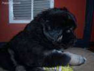 Tibetan Mastiff Puppy for sale in West Hollywood, CA, USA