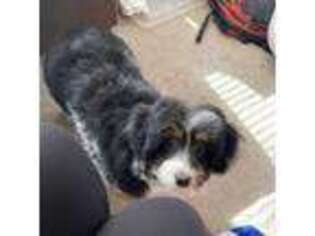 Mutt Puppy for sale in West Bend, WI, USA