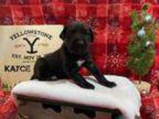 Great Dane Puppy for sale in Peoria, IL, USA