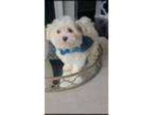 Maltese Puppy for sale in Atlanta, GA, USA
