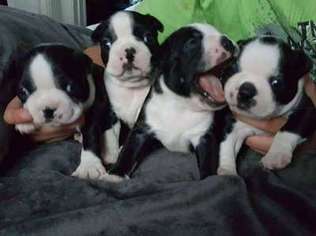 Boston Terrier Puppy for sale in Upper Lake, CA, USA
