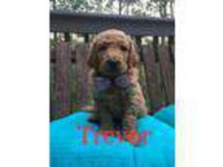 Goldendoodle Puppy for sale in Sparta, TN, USA