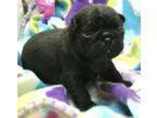 Pug Puppy for sale in Abilene, KS, USA
