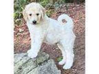 Goldendoodle Puppy for sale in Grant, MI, USA