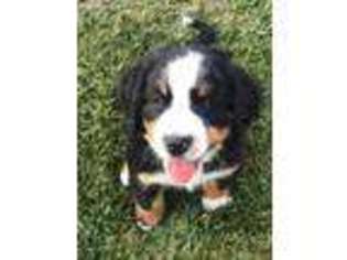 Bernese Mountain Dog Puppy for sale in Burbank, OH, USA