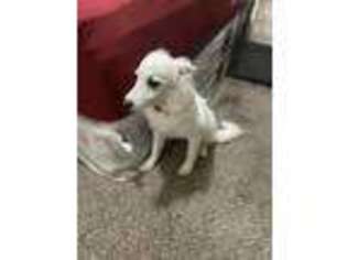 American Eskimo Dog Puppy for sale in Lakeland, FL, USA
