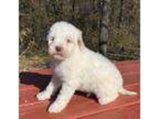 Mutt Puppy for sale in Pipestone, MN, USA