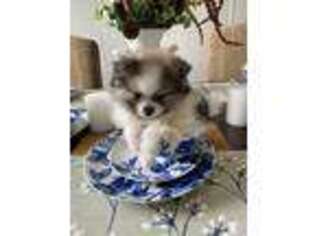Pomeranian Puppy for sale in Floyd, VA, USA