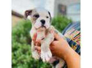 Olde English Bulldogge Puppy for sale in Coolidge, AZ, USA