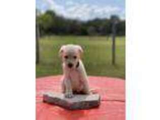 Golden Retriever Puppy for sale in Clermont, FL, USA