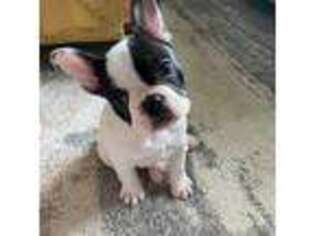 French Bulldog Puppy for sale in Gautier, MS, USA