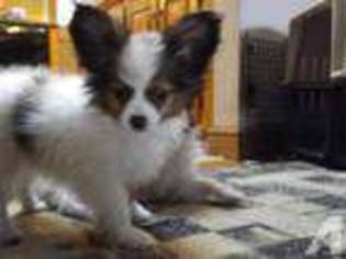 Papillon Puppy for sale in LONDONDERRY, NH, USA