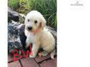 Goldendoodle Puppy for sale in Lawrence, KS, USA
