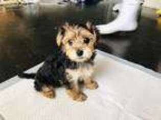 Yorkshire Terrier Puppy for sale in Stratford, NJ, USA