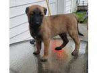 Belgian Malinois Puppy for sale in Clarks Summit, PA, USA