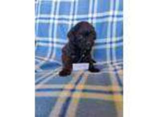 Pug Puppy for sale in Hopkinsville, KY, USA