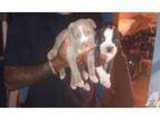 Mutt Puppy for sale in ARLINGTON, VA, USA