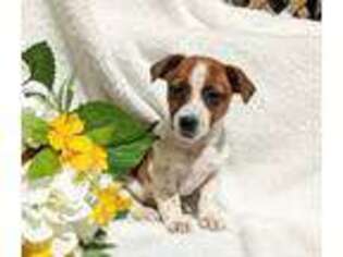 Jack Russell Terrier Puppy for sale in Haverhill, MA, USA
