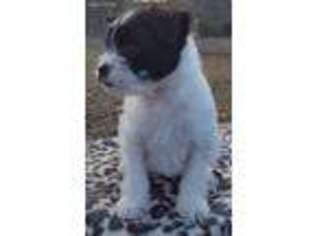 Mutt Puppy for sale in Rossville, GA, USA
