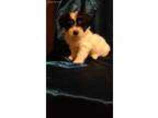 Lhasa Apso Puppy for sale in Spring Mills, PA, USA