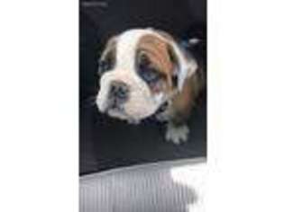 Bulldog Puppy for sale in Truckee, CA, USA