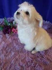 Maltese Puppy for sale in LA FAYETTE, GA, USA