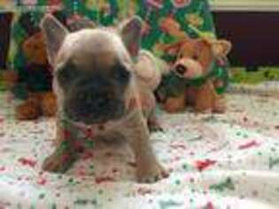 French Bulldog Puppy for sale in Scio, OH, USA