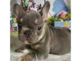 French Bulldog Puppy for sale in Ozone Park, NY, USA