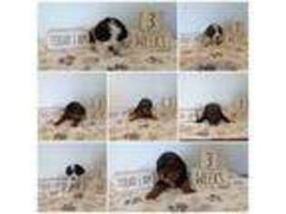 Cavapoo Puppy for sale in Syracuse, NY, USA