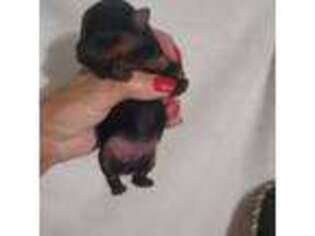Yorkshire Terrier Puppy for sale in Troy, TX, USA