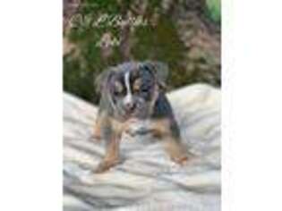 Olde English Bulldogge Puppy for sale in Earl Park, IN, USA