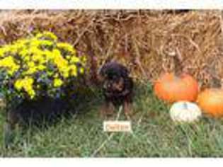 Rottweiler Puppy for sale in Crofton, KY, USA