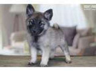 Norwegian Elkhound Puppy for sale in Saint George, UT, USA