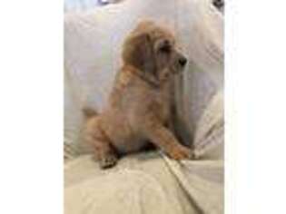 Labradoodle Puppy for sale in Alta Vista, IA, USA