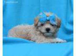 Poovanese Puppy for sale in Apple Creek, OH, USA