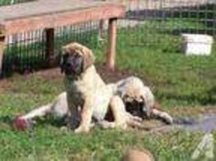 Mastiff Puppy for sale in GAYLORD, MN, USA