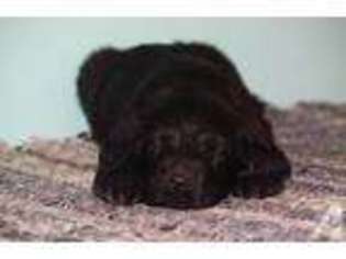 Labradoodle Puppy for sale in ENGLEWOOD, OH, USA
