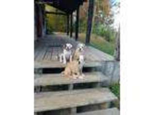American Bulldog Puppy for sale in Mount Nebo, WV, USA