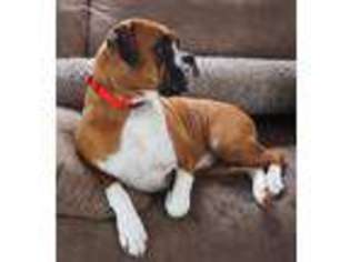 Boxer Puppy for sale in Tobyhanna, PA, USA