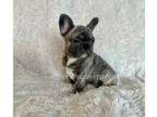 French Bulldog Puppy for sale in Crane, MO, USA