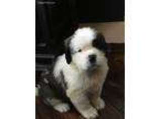 Saint Bernard Puppy for sale in Warwick, NY, USA