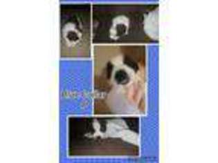 Saint Bernard Puppy for sale in Shawnee, OK, USA