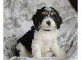 Cavapoo Puppy for sale in Carol Stream, IL, USA