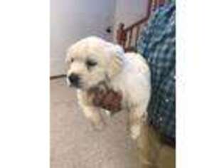 Mutt Puppy for sale in Farmington, NM, USA