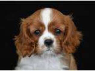 Cavalier King Charles Spaniel Puppy for sale in Danville, PA, USA